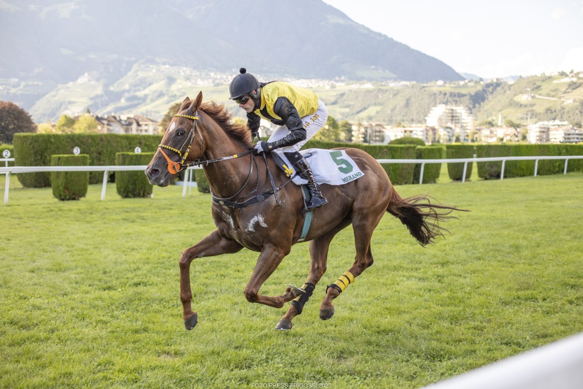 Mangiapeccati und Feed Back siegen in den Prüfungen der Hürdendebutanten