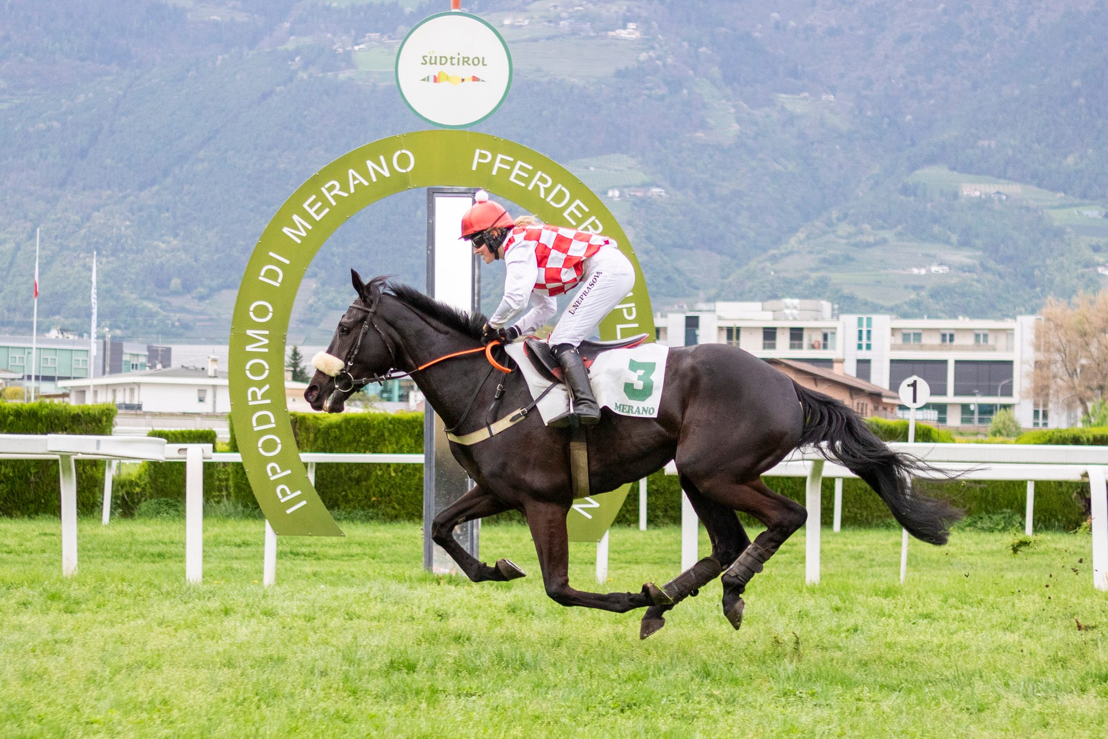 Mit Corail Noir feiern die Farben von Stall Magog ein Comeback in Maia.