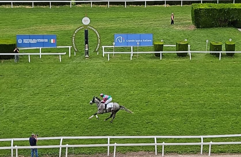 Das Schimmel Abanos bei den Debütanten, Zirconne der neue Name